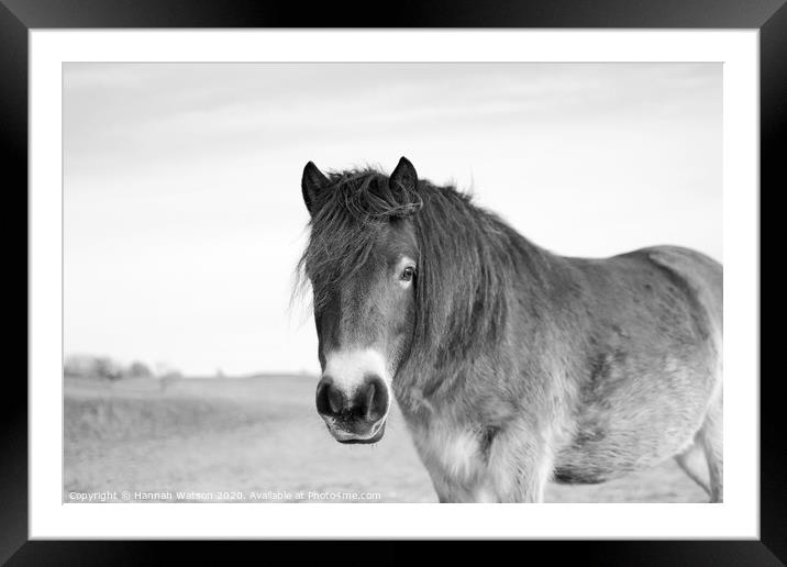 Exmoor Pony 6 Framed Mounted Print by Hannah Watson