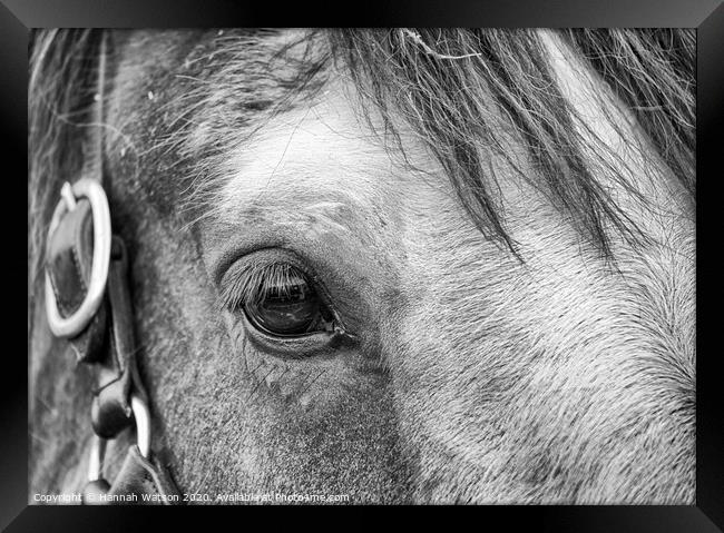 Shire Horse Eye Framed Print by Hannah Watson
