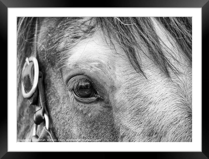Shire Horse Eye Framed Mounted Print by Hannah Watson