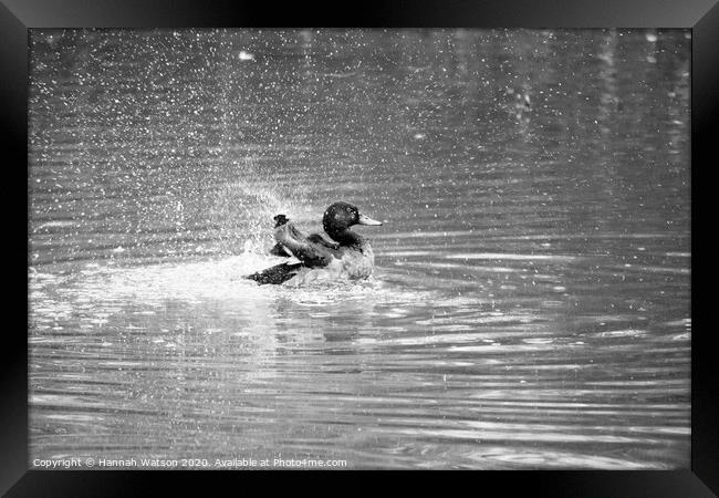 Mallard Duck Splash Framed Print by Hannah Watson
