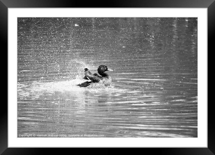 Mallard Duck Splash Framed Mounted Print by Hannah Watson