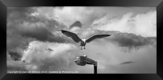 Seagull 1 Framed Print by Hannah Watson