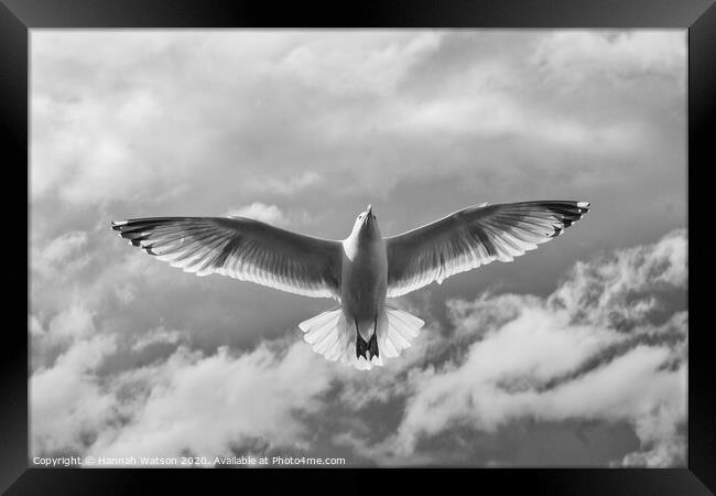 Seagull 3 Framed Print by Hannah Watson