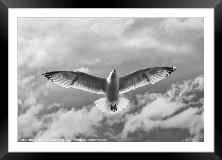 Seagull 3 Framed Mounted Print by Hannah Watson
