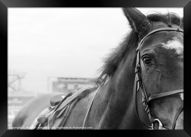 Race Horse Portrait Framed Print by Hannah Watson