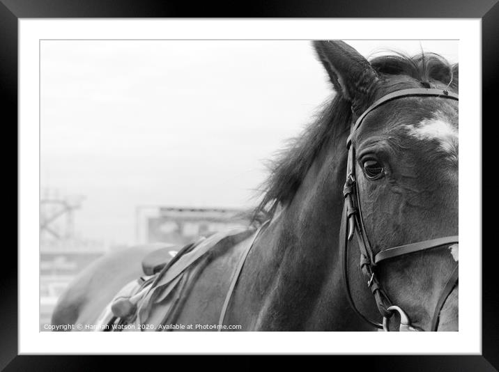 Race Horse Portrait Framed Mounted Print by Hannah Watson