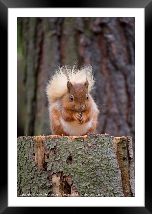 Red Squirrel 2 Framed Mounted Print by Hannah Watson