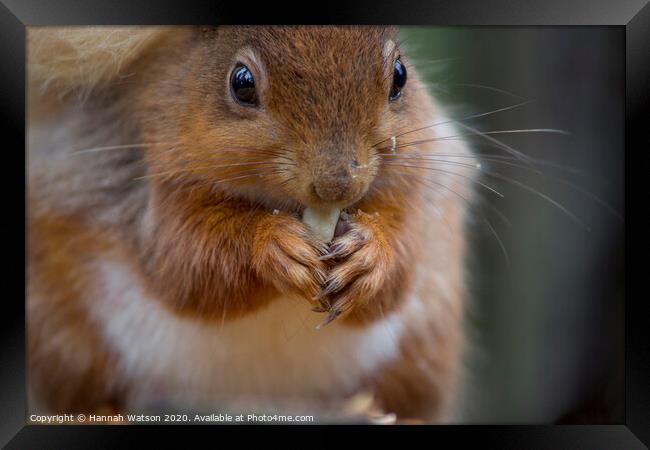 Red Squirrel 3 Framed Print by Hannah Watson