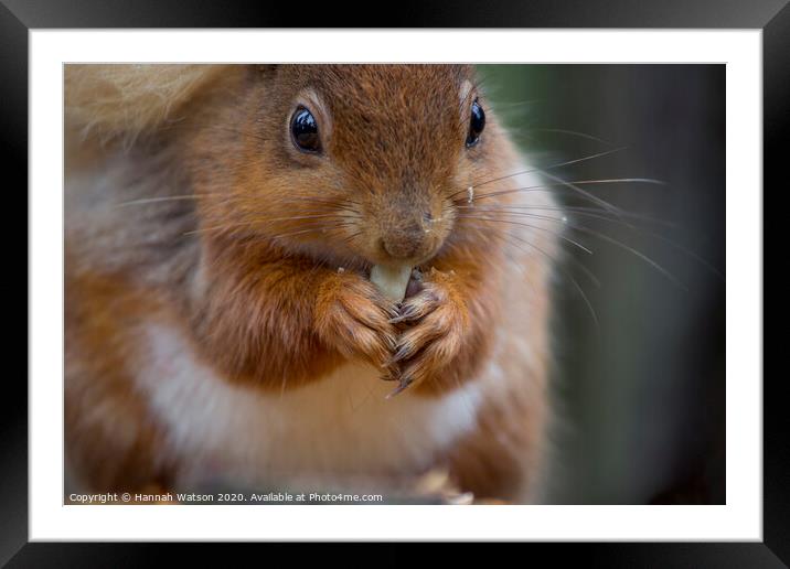 Red Squirrel 3 Framed Mounted Print by Hannah Watson