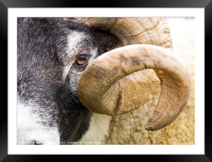 Curly Horned Sheep Framed Mounted Print by Hannah Watson