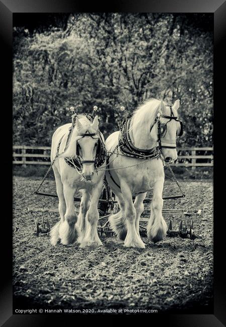 Plough Horses 1 Framed Print by Hannah Watson