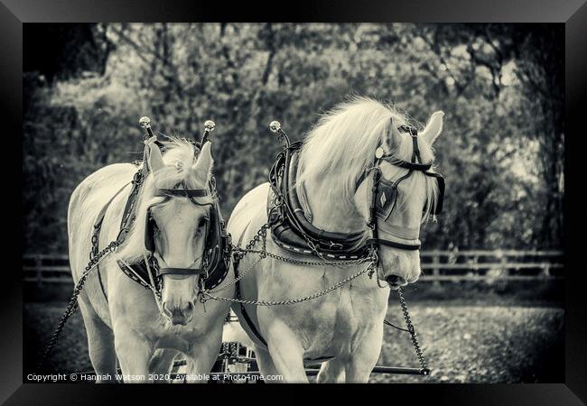 Plough Horses 2 Framed Print by Hannah Watson