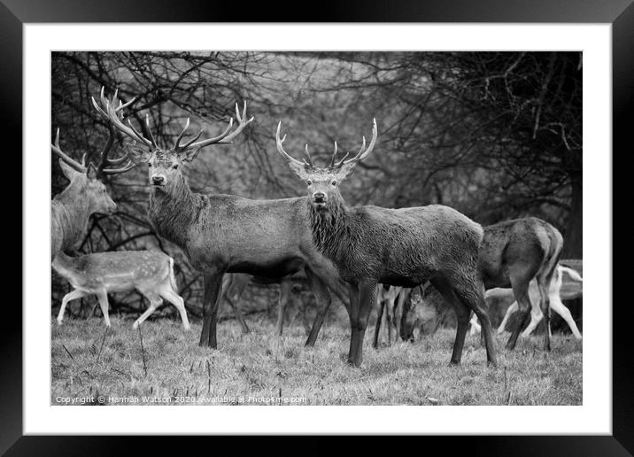 Stags Framed Mounted Print by Hannah Watson