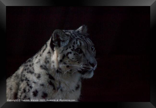 Snow Leopard 1 Framed Print by Hannah Watson