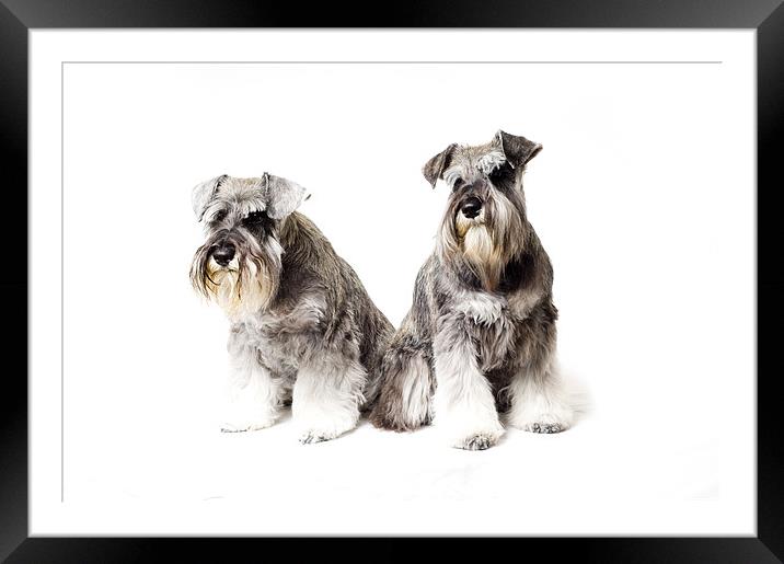 Two Miniature Schnauzers Framed Mounted Print by Eddie Howland