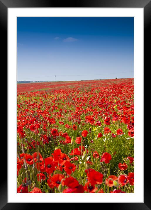 Poppies in Sussex Framed Mounted Print by Eddie Howland