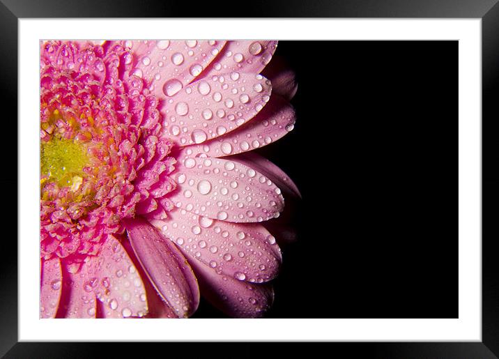 wet petals Framed Mounted Print by Eddie Howland