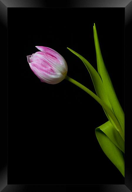 tulip Framed Print by Eddie Howland