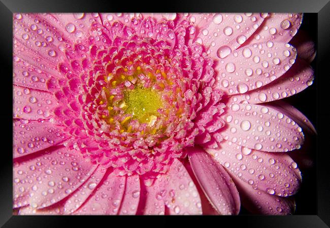 petals and drops Framed Print by Eddie Howland