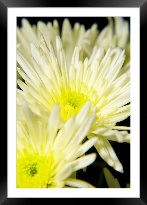 yellow flower Framed Mounted Print by Eddie Howland