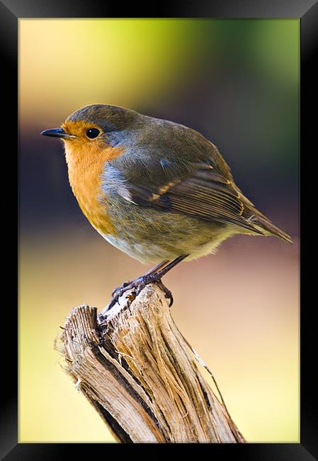 Robin Framed Print by Eddie Howland