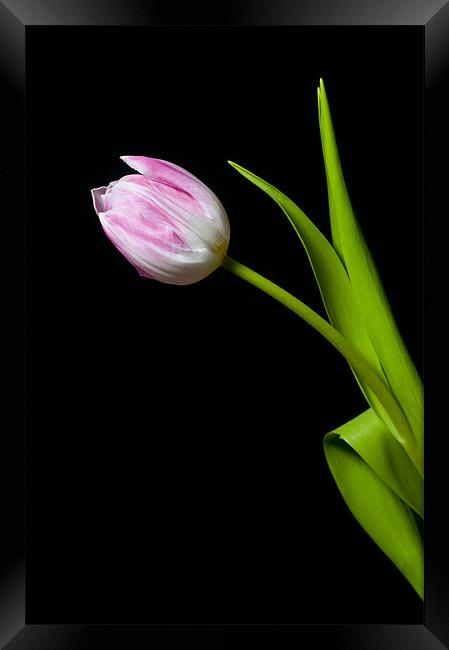 Tulip Framed Print by Eddie Howland