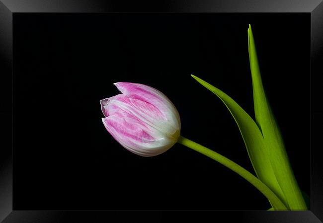 tulip Framed Print by Eddie Howland