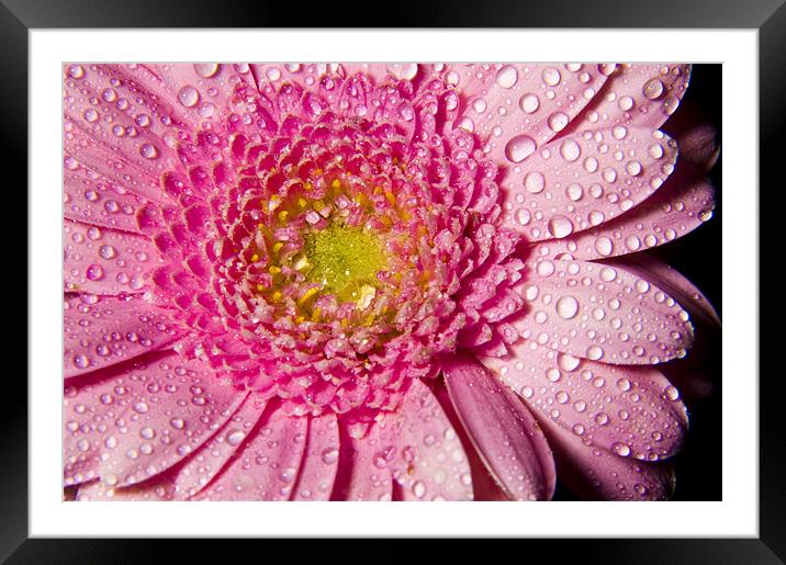 Droplets on Petals Framed Mounted Print by Eddie Howland
