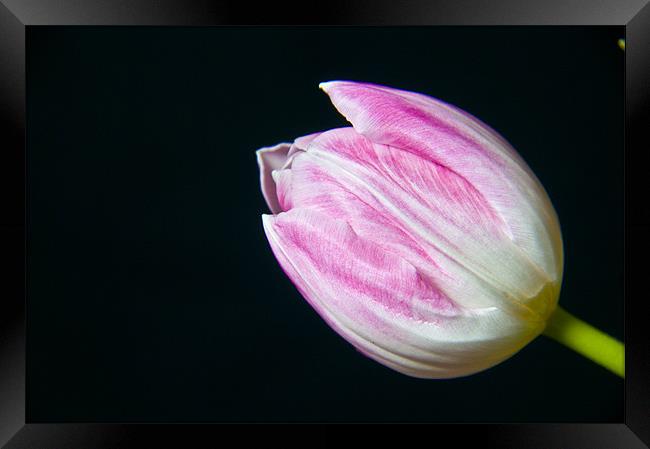 Tulip Framed Print by Eddie Howland