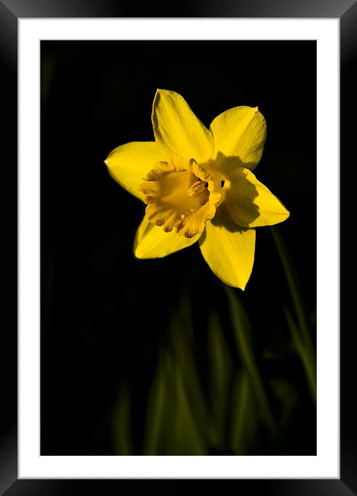 Daffodil Framed Mounted Print by Eddie Howland