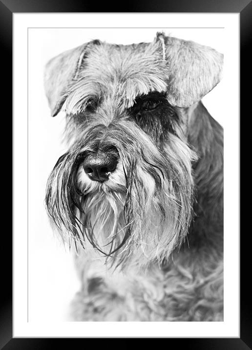 Miniature Schnauzer Framed Mounted Print by Eddie Howland