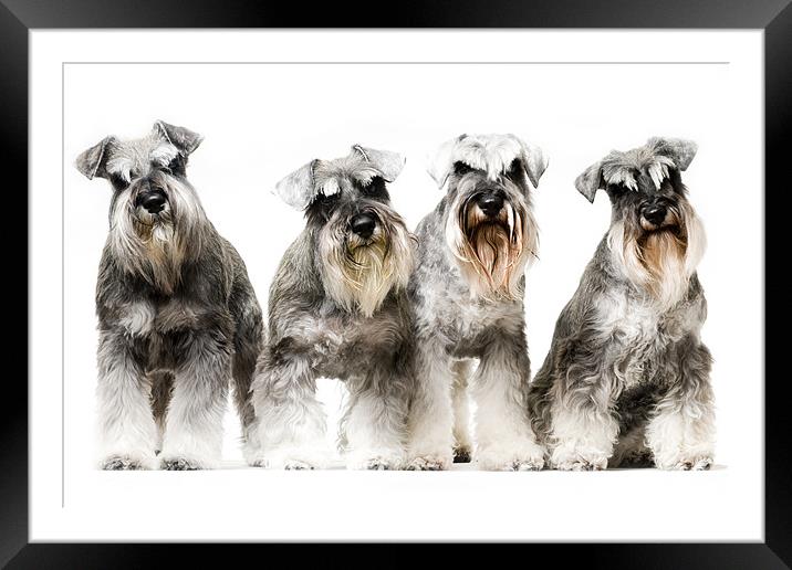 Miniature Schnauzer Framed Mounted Print by Eddie Howland