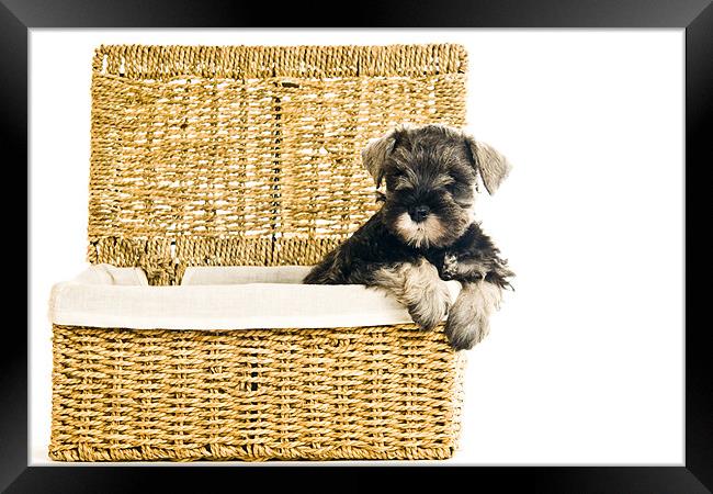 Pup in a Basket Framed Print by Eddie Howland