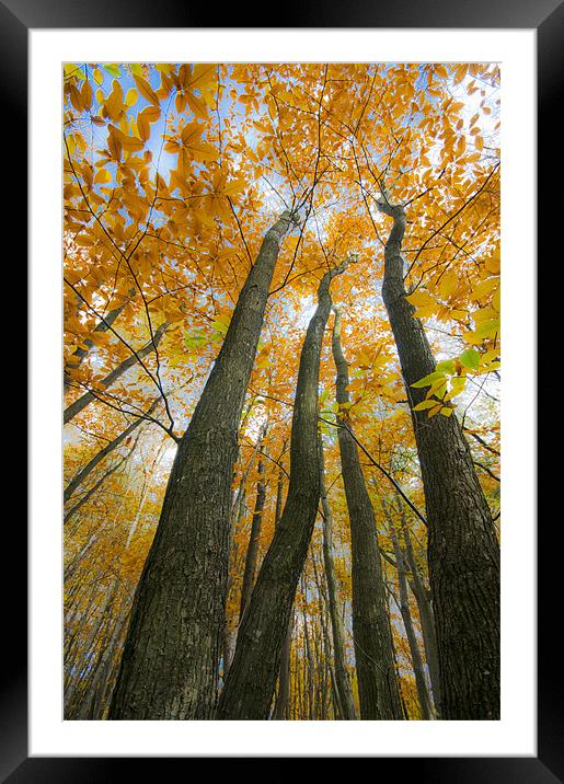Golden Canopy Framed Mounted Print by Eddie Howland