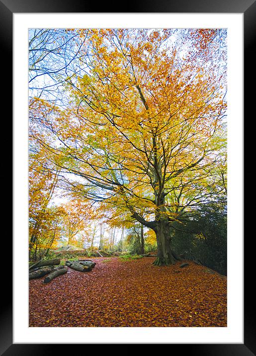 Red Carpet Framed Mounted Print by Eddie Howland