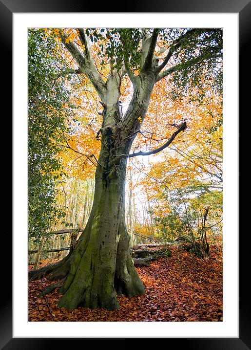 Fallen Leaves Framed Mounted Print by Eddie Howland