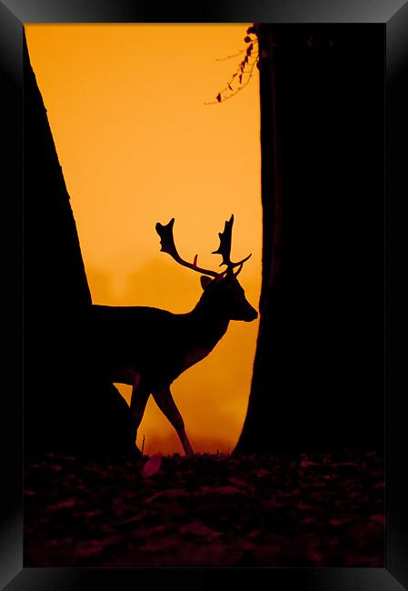 Deer Silouette Framed Print by Eddie Howland