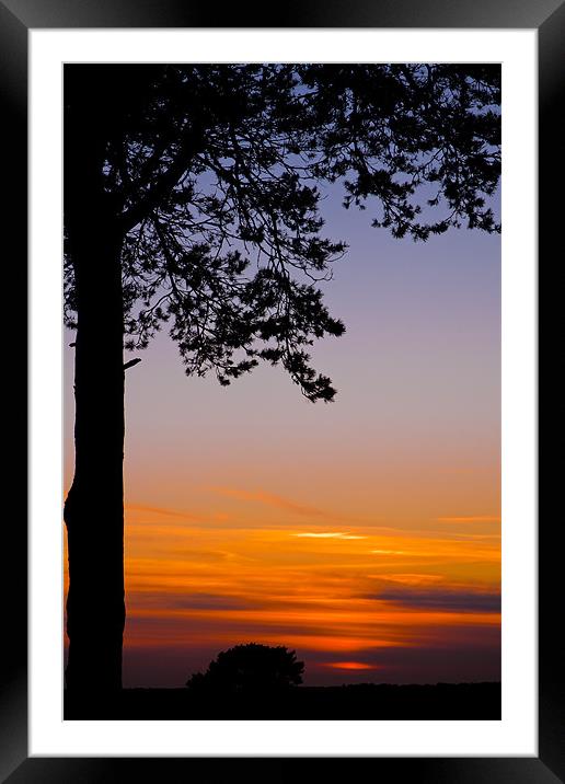 Tree in the sunset Framed Mounted Print by Eddie Howland