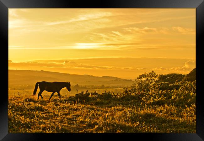 Wild Pony at Sunset Framed Print by Eddie Howland