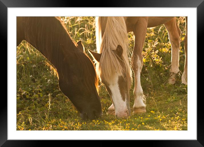 Wild Ponies Framed Mounted Print by Eddie Howland