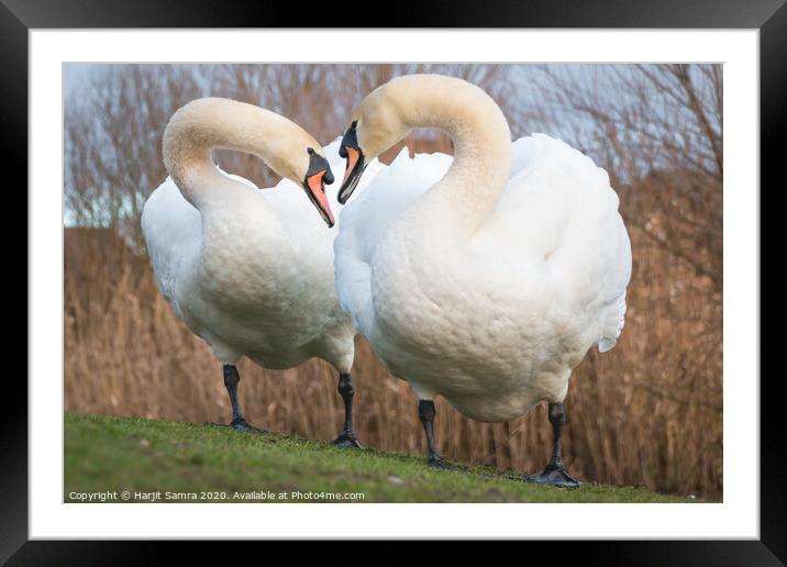 Swan Duo Framed Mounted Print by Harjit Samra