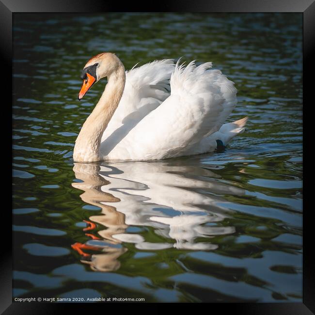 Elegant Swan Framed Print by Harjit Samra