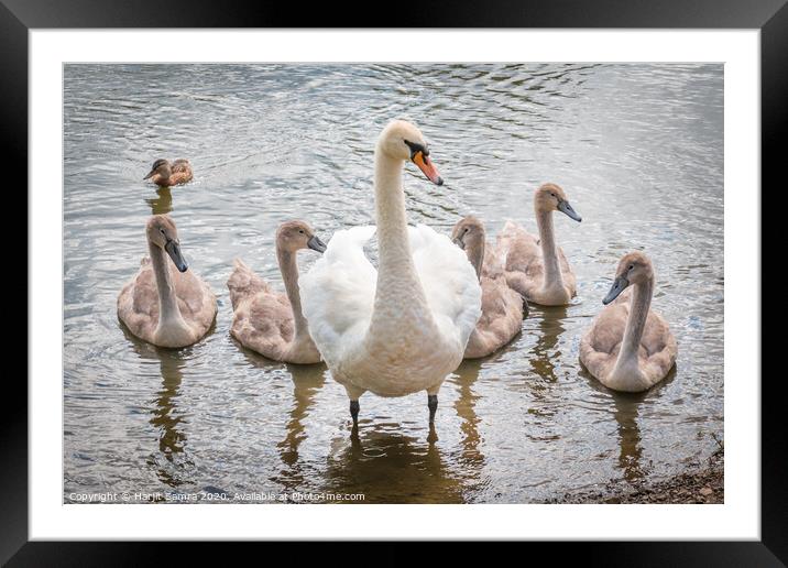 The Swan Family Framed Mounted Print by Harjit Samra