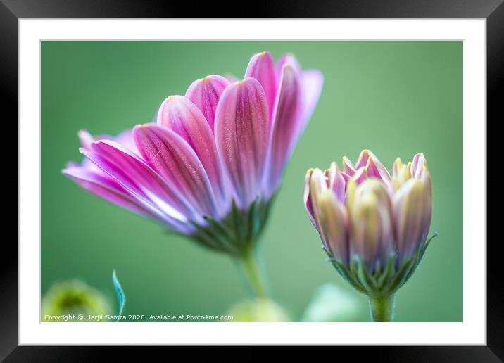 Macro Flowers Framed Mounted Print by Harjit Samra