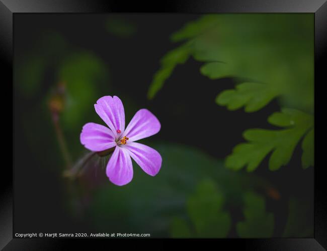 Purple Flower Framed Print by Harjit Samra