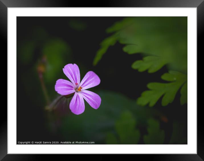 Purple Flower Framed Mounted Print by Harjit Samra