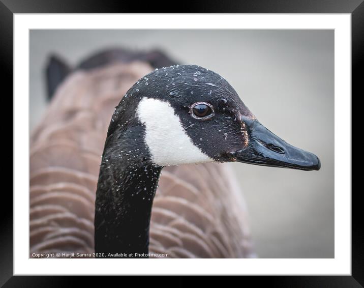 Canadian Goose Framed Mounted Print by Harjit Samra