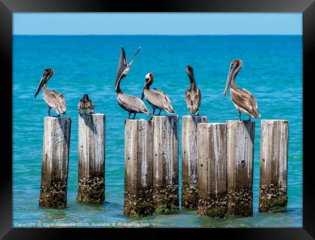 Brown Pelicans in Treasure Beach, Jamaica Framed Print by Karol Kozlowski