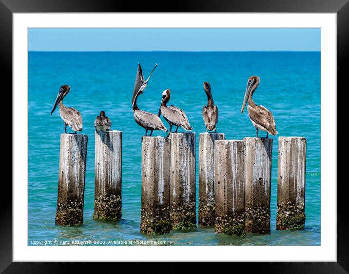 Brown Pelicans in Treasure Beach, Jamaica Framed Mounted Print by Karol Kozlowski