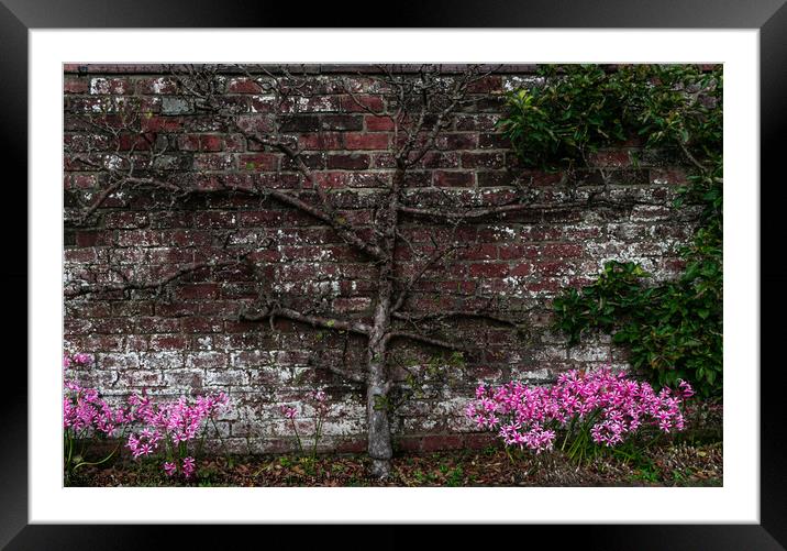 A bare tree up against a nice brick wall, with lovely pink flowers  Framed Mounted Print by Manoli Haralambakis